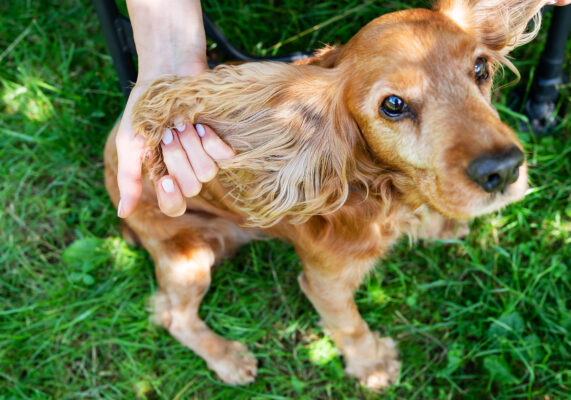 Girl plays with her English Cocker Spaniel, highlighting its large ears and soft fur.