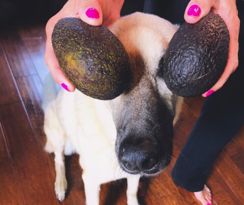 Dog with avocados perched on its head, showcasing playful pet humor and cozy domestic life.