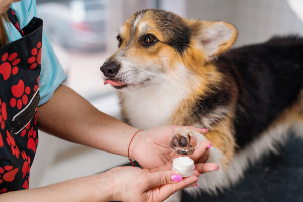 Corgi being groomed with care in a bright pet salon, showcasing a friendly bond.