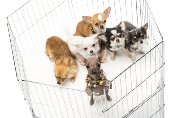 Adorable Chihuahuas playfully gathered in a cage on a white background.