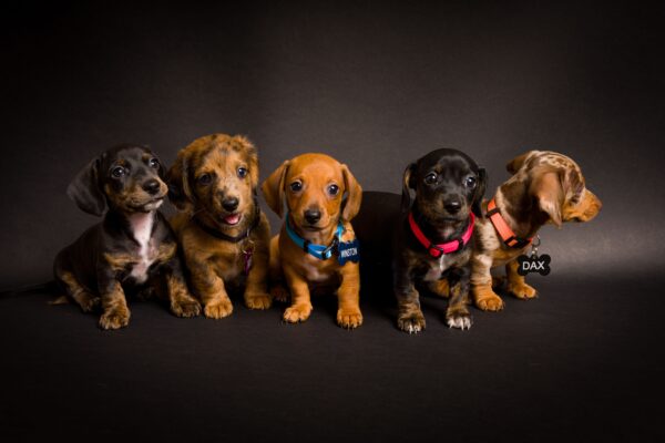 Adorables cachorros de teckel en retratos de estudio de alta definición, que muestran su juguetona personalidad y sus vibrantes colores.