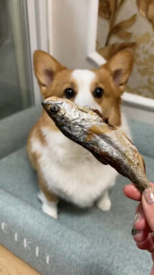 Corgi eagerly awaits a dried fish treat held by a hand with sparkly nails.