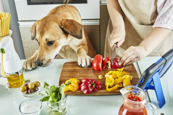 Teenage girl cooks healthy meal with dog, following digital recipe on tablet in modern kitchen.