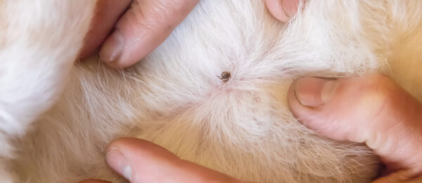 Close-up of a tick on pet fur, highlighting parasite removal and pet health care.