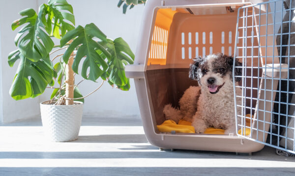 Adorable Bichon Frise relaxing in a cozy living room with stylish decor and monstera plants.