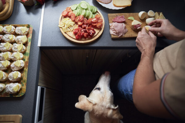 Curious dog watches owner prepare colorful party food in a cozy home kitchen.