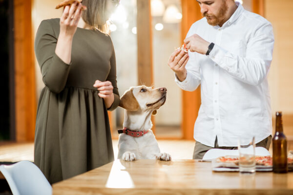 Couple enjoys outdoor dining with playful dog during warm summer evening at home.