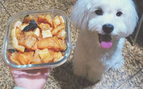 Fluffy white dog eagerly awaits delicious homemade food in a cozy kitchen setting.