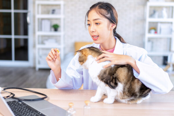 Veterinarian conducts online consultation while examining a cats health and treatment options.