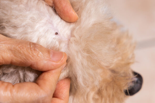 Pet owner carefully removes tick from dogs fur, ensuring health and comfort.