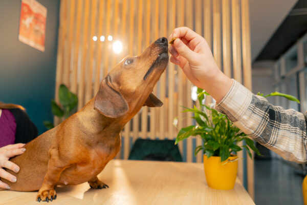 Dachshund reaching for food at a cafe table during a family gathering.