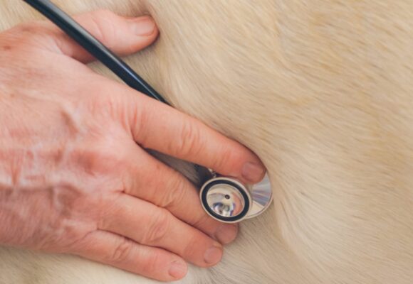 Veterinarian uses a stethoscope to examine a dogs heartbeat, showcasing compassionate animal care.