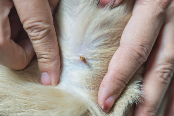 Woman removing a tick from dogs skin to prevent blood parasite diseases.