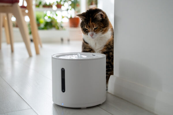 Curious cat examines smart drinking fountain for healthy hydration and urinary tract disease prevention.