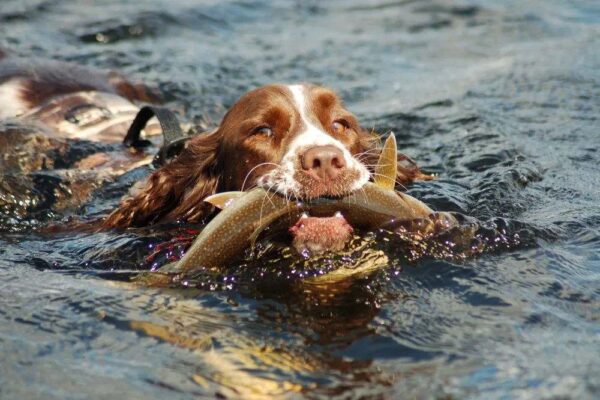 Dog swimming with a fish in a vibrant lake, showcasing playful hunting instincts.