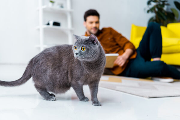 British Shorthair cat explores while a man reads comfortably on the floor.