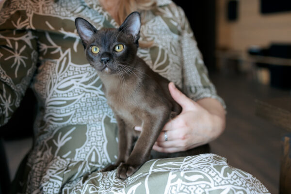 Adorable Burmese kitten with expressive eyes, playfully gazing at the camera in a cozy setting.