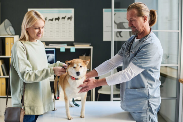 Young woman brings her Shiba Inu to the veterinarian for a health checkup.