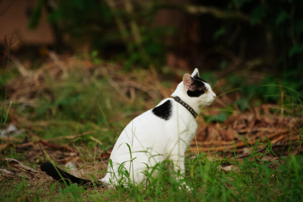 White and black cat in lush green grass, exploring nature with a decorative collar.