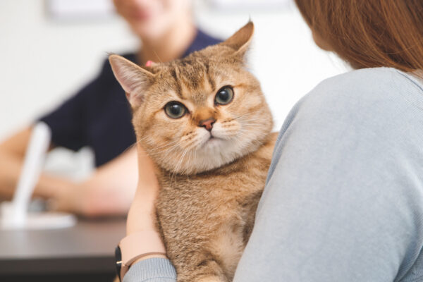 Woman holding a cat at a veterinary clinic for pet health care and check-up.