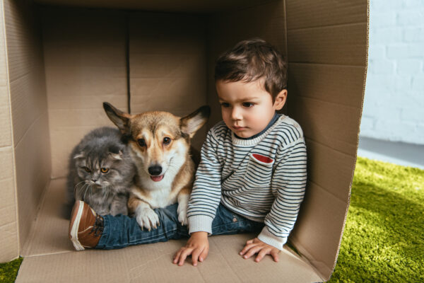 Toddler with a corgi and British Longhair cat playing joyfully in a cardboard box.