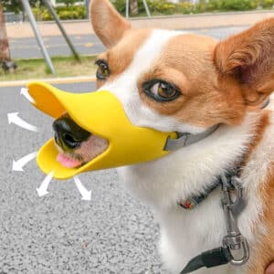 Corgi with duck-shaped muzzle joyfully exploring a sunny park path.