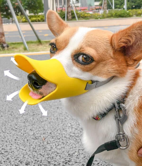 Corgi with duck-shaped muzzle joyfully exploring a sunny park path.