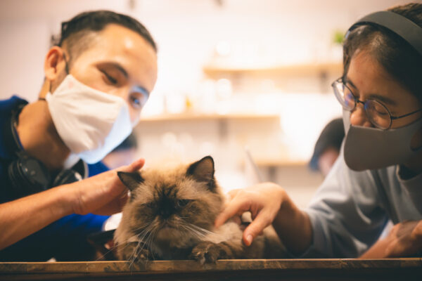 Asian couple in face masks play with their cute cat in a cozy home office.