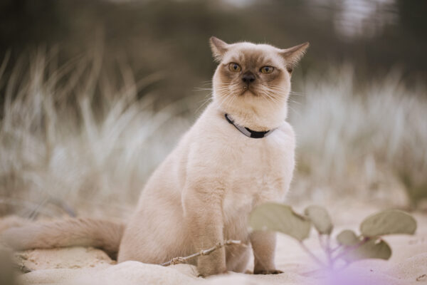 A charming cream-colored cat sits gracefully on sandy ground, surrounded by soft vegetation.