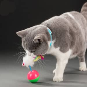 Playful gray and white cat explores vibrant feathered toy, showcasing curiosity and joy.