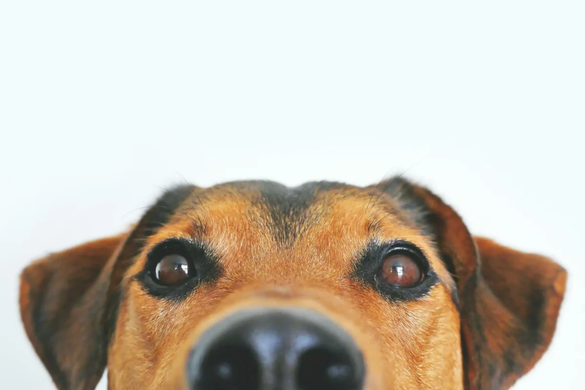 Curious tricolor dog with soulful eyes in close-up, showcasing its playful personality.