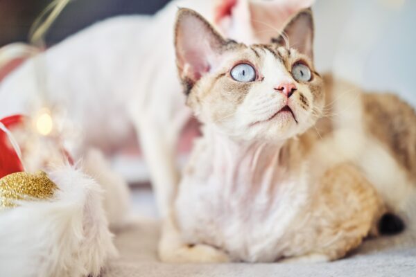 Festive Devon Rex cat with blue eyes and Santa hat, perfect for holiday celebrations.