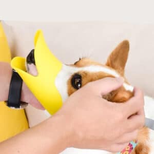 Caring training moment: person gently fits a playful yellow muzzle on a calm corgi.