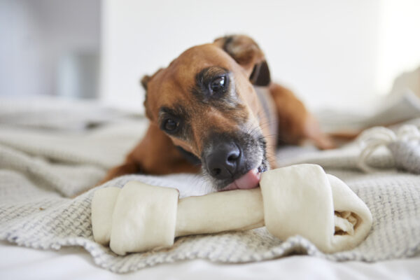 Dog lounging on a blanket, happily licking a delicious dog bone indoors.