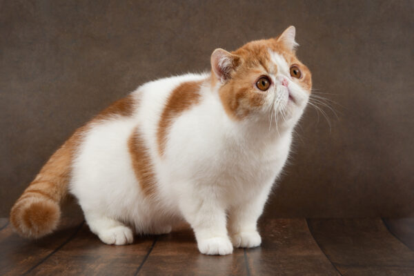 Exotic shorthair cat with red and white fur rests elegantly on a brown background.