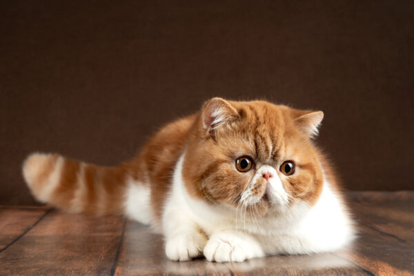 Exotic Shorthair cat with red and white fur relaxes on a wooden surface in the studio.