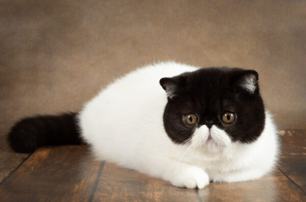 Exotic shorthair cat with black and white fur poses on a warm brown studio background.