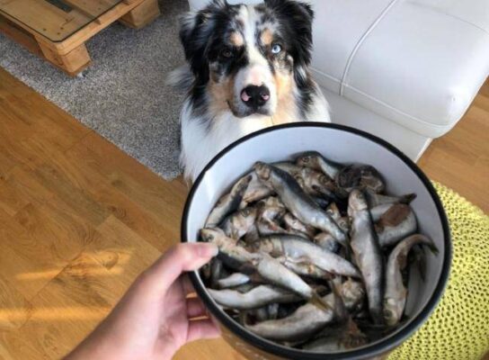 Cozy home scene with a person, a dog, and a bowl of fresh fish.