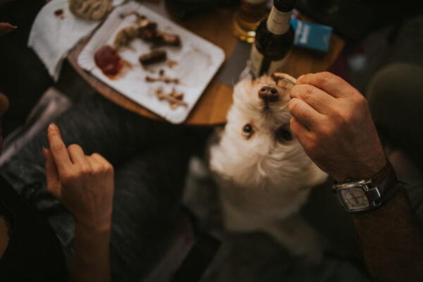 Cute white dog eagerly eating leftovers beside a dining table in a cozy home.