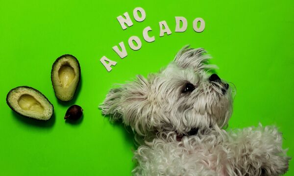 Playful fluffy dog with avocados, highlighting pet safety humor and vibrant colors.