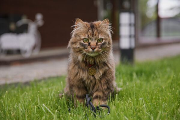 Fluffy cat with green eyes resting in vibrant grass in a serene outdoor setting.