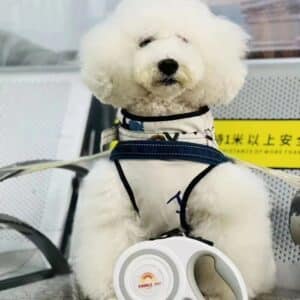 Fluffy white dog in blue harness resting on a bench in an urban setting.