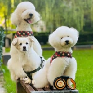 Three charming dogs relax in the sun, ready for their next outdoor adventure.