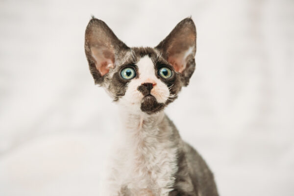 Curious gray Devon Rex kitten with large ears and blue eyes in a cozy portrait.