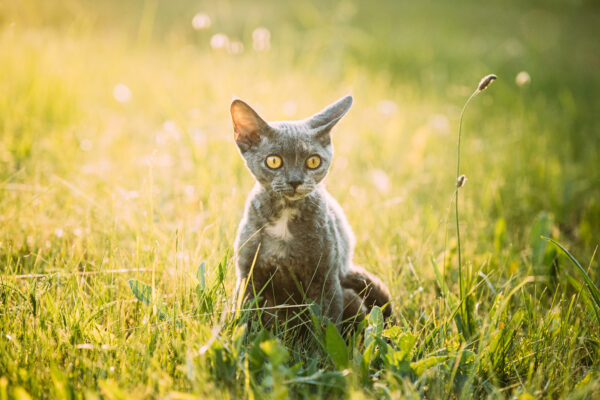 Playful gray Devon Rex kitten sitting in lush green grass on a sunny day.