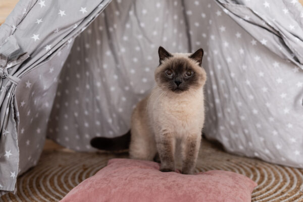 Fluffy cat resting on pink pillow inside whimsical wigwam, gazing thoughtfully away.