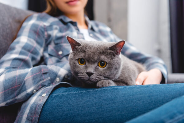 Girl relaxing on couch with adorable British Shorthair cat, showcasing their close bond.