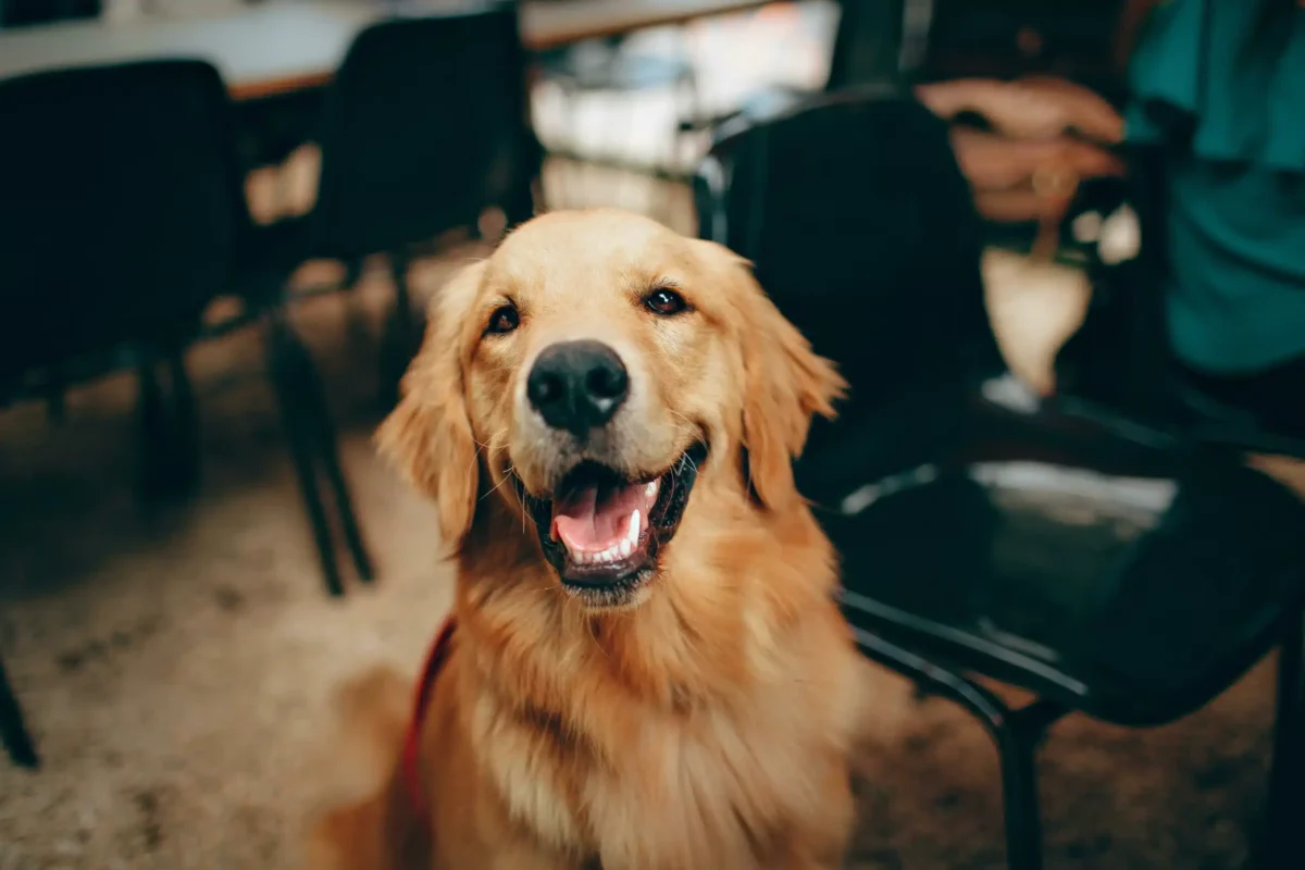 Cheerful golden retriever shines with joy in a cozy indoor café setting.