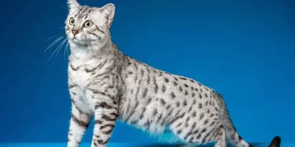 Curious gray cat with striking spots poses gracefully against a vibrant blue background.