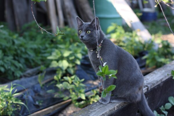 Gray cat perched on wooden ledge in vibrant garden, showcasing elegance and natural beauty.